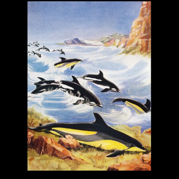 DAS whales Thumbnail